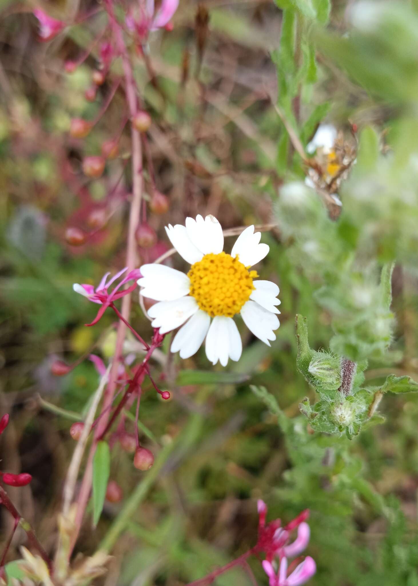 Sabazia humilis Cass. resmi