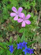 Imagem de Geranium asphodeloides subsp. tauricum (Rupr.) Fritsch