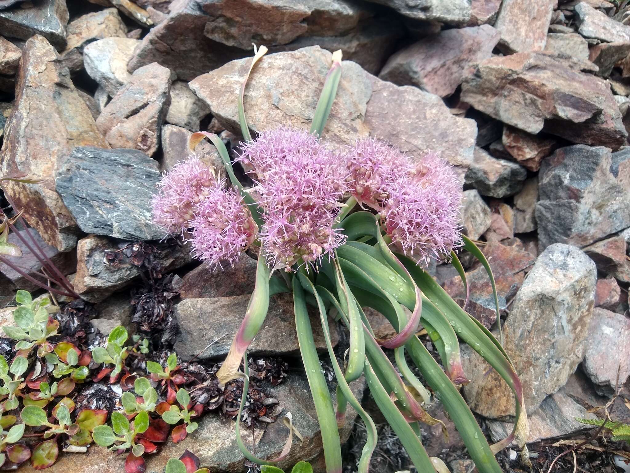 Image de Allium platycaule S. Watson