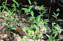 Image of Florida Bellwort