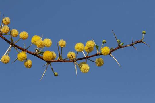 Image de Vachellia nebrownii (Burtt Davy) Seigler & Ebinger