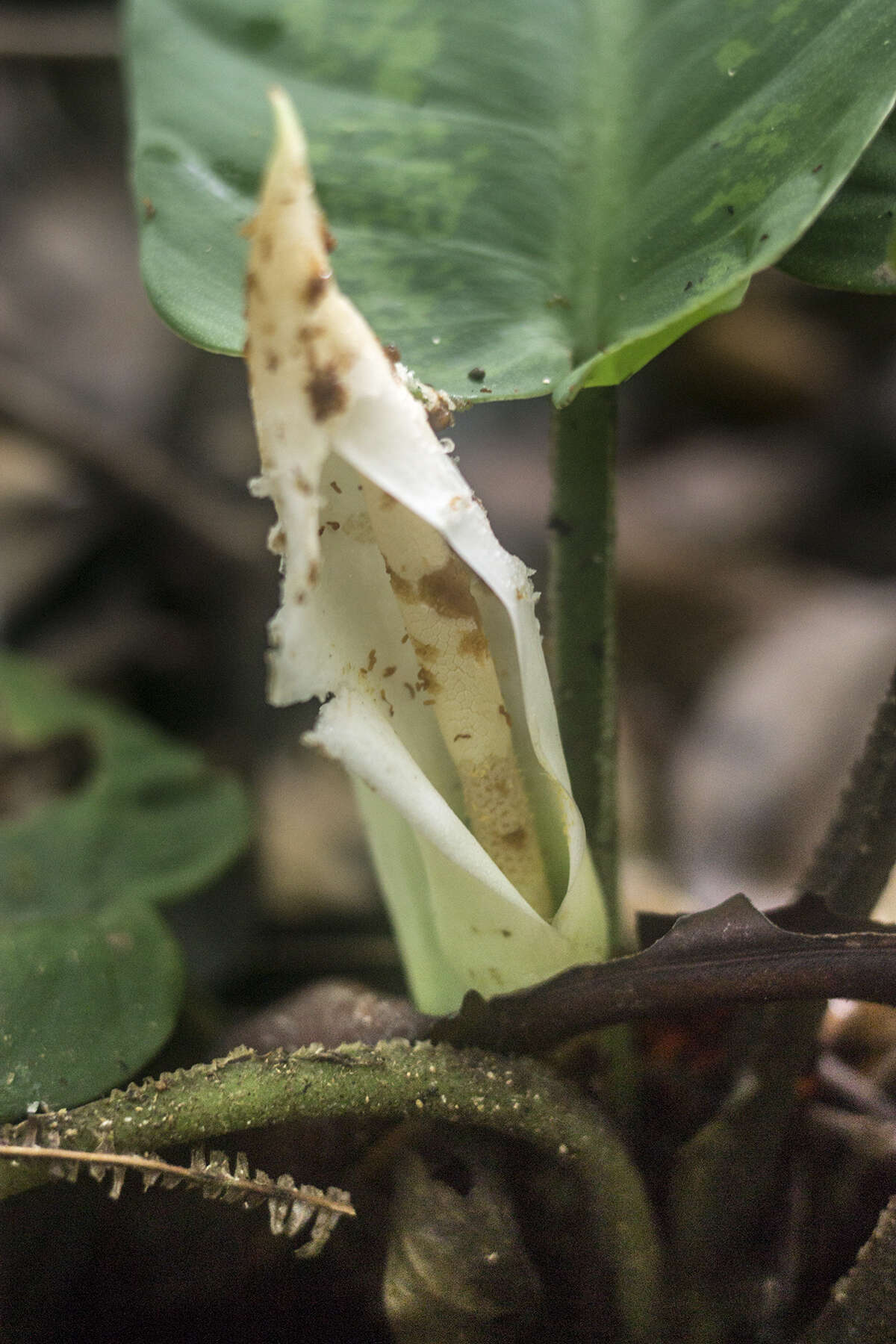 Image of Schismatoglottis asperata Engl.