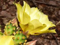 Image of Opuntia decumbens Salm-Dyck