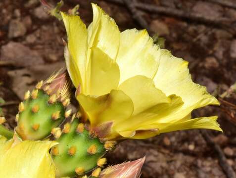 Image of Opuntia decumbens Salm-Dyck