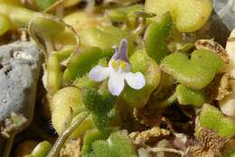 Image of Cymbalaria microcalyx subsp. microcalyx