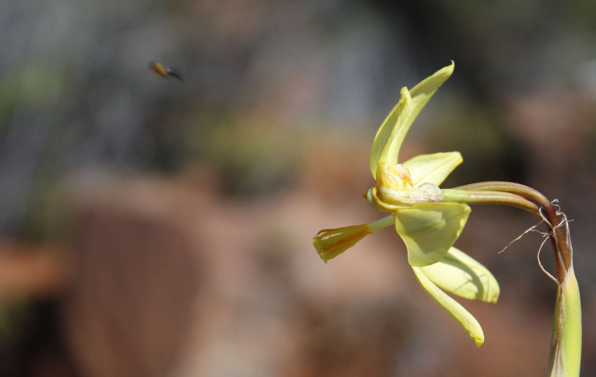 Image of Moraea reflexa Goldblatt