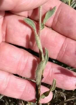 Image of sessileflower false goldenaster