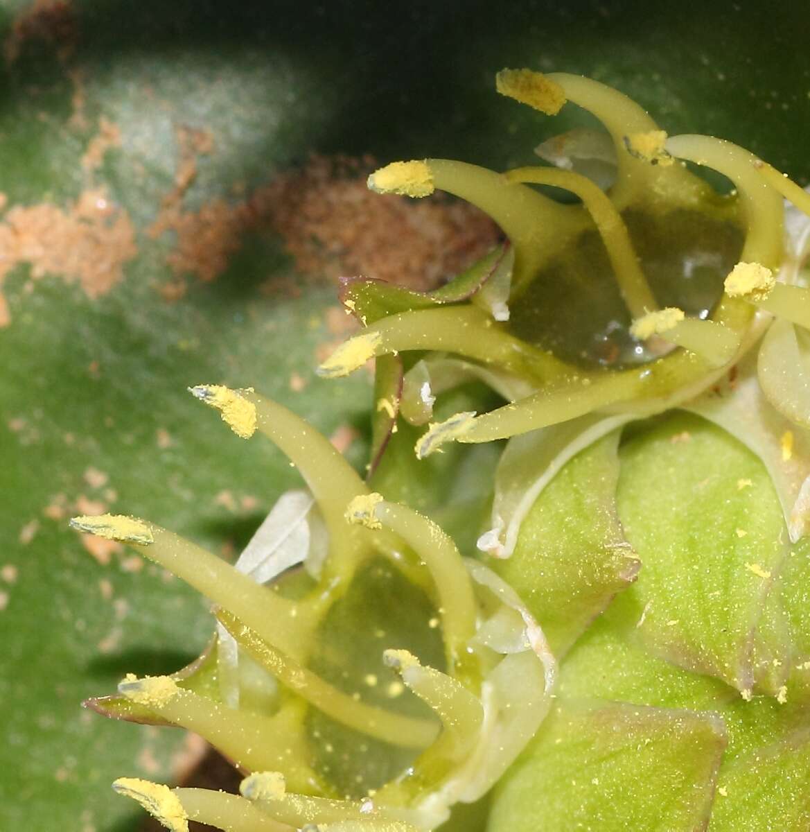 Image of Common Hedgehog Lily