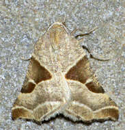 Image of Plataea blanchardaria Knudson 1986