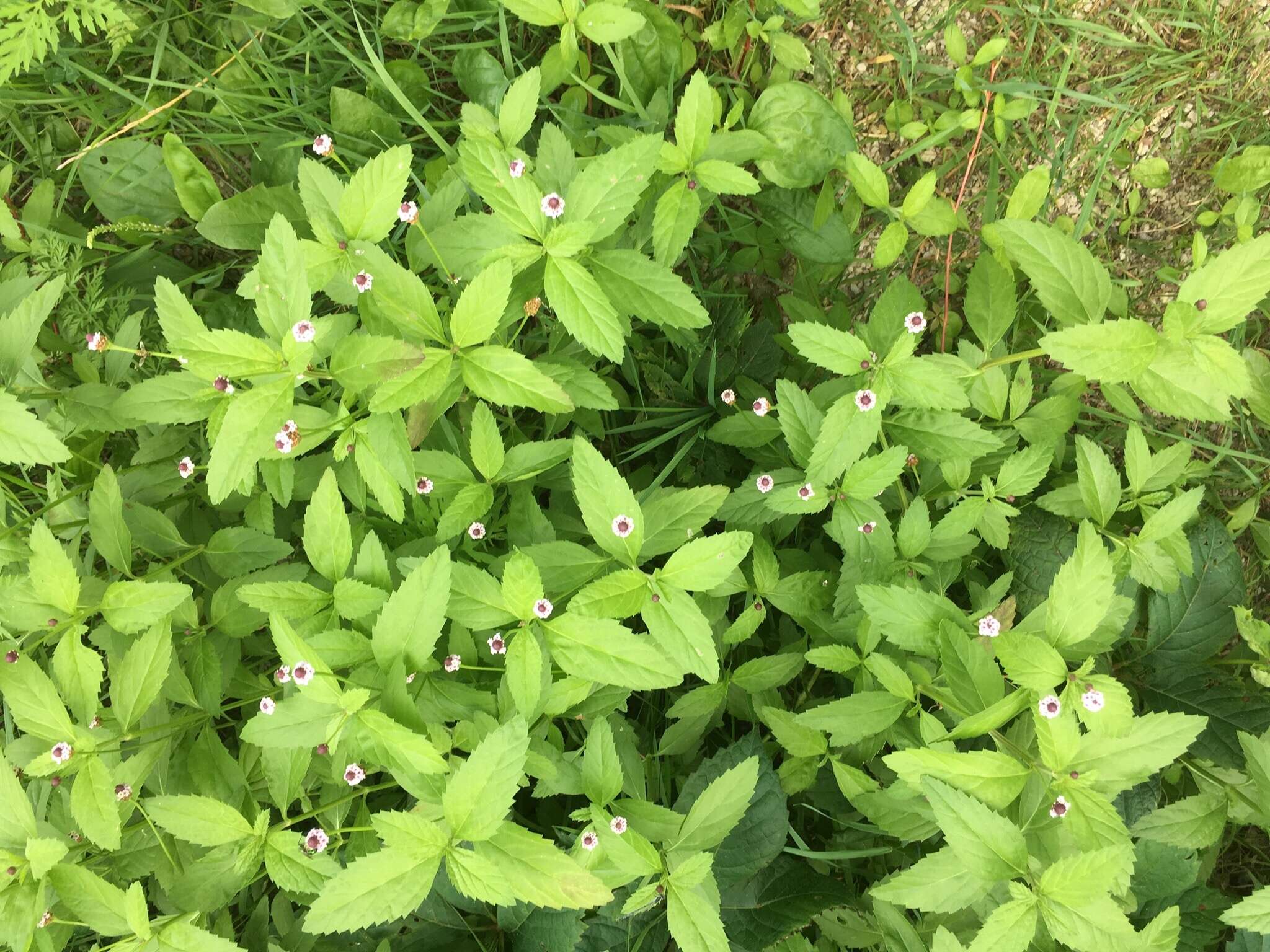 Image of lanceleaf fogfruit