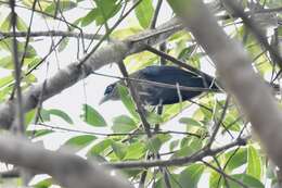 Image of Black-bellied Malkoha