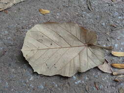 Image of Pterospermum acerifolium (L.) Willd.