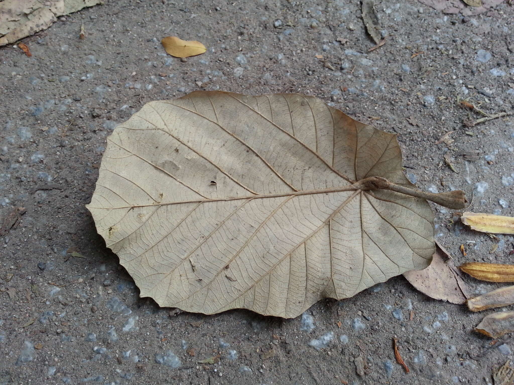 Image of Pterospermum acerifolium (L.) Willd.