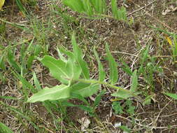 Image of sidecluster milkweed