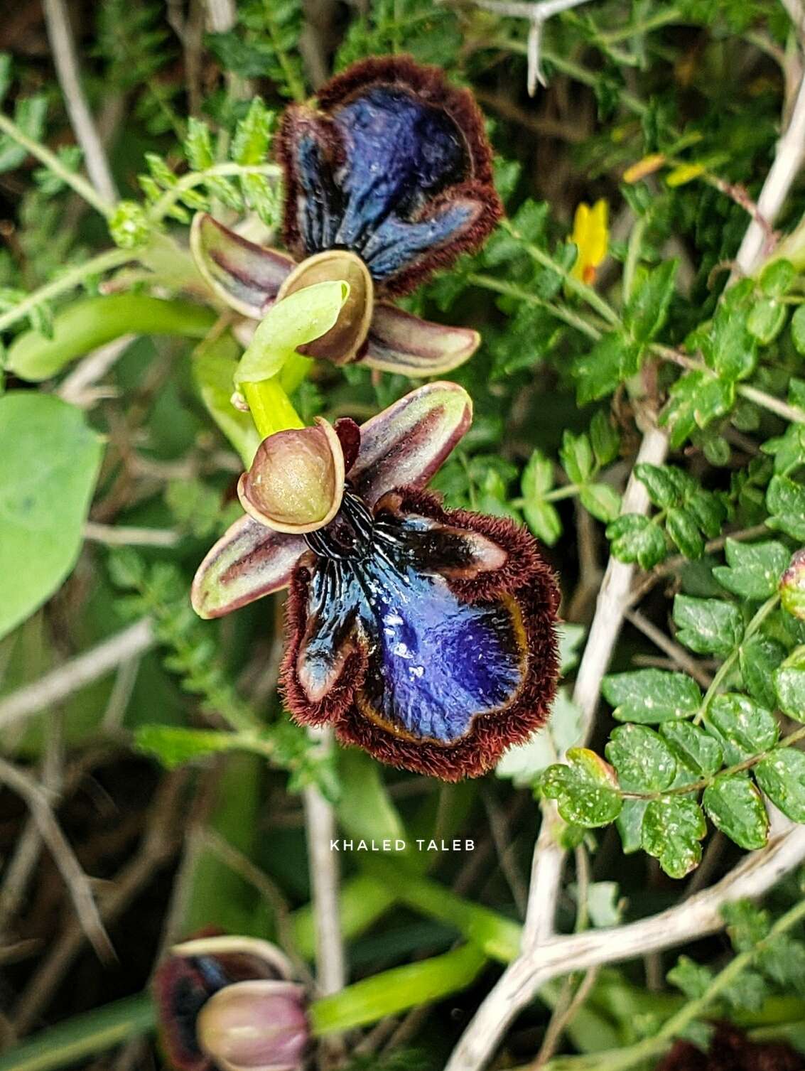 Image of Ophrys speculum subsp. speculum