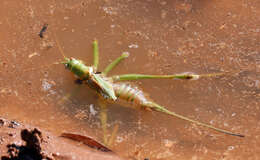 Image of Lesser Arid-land Katydid