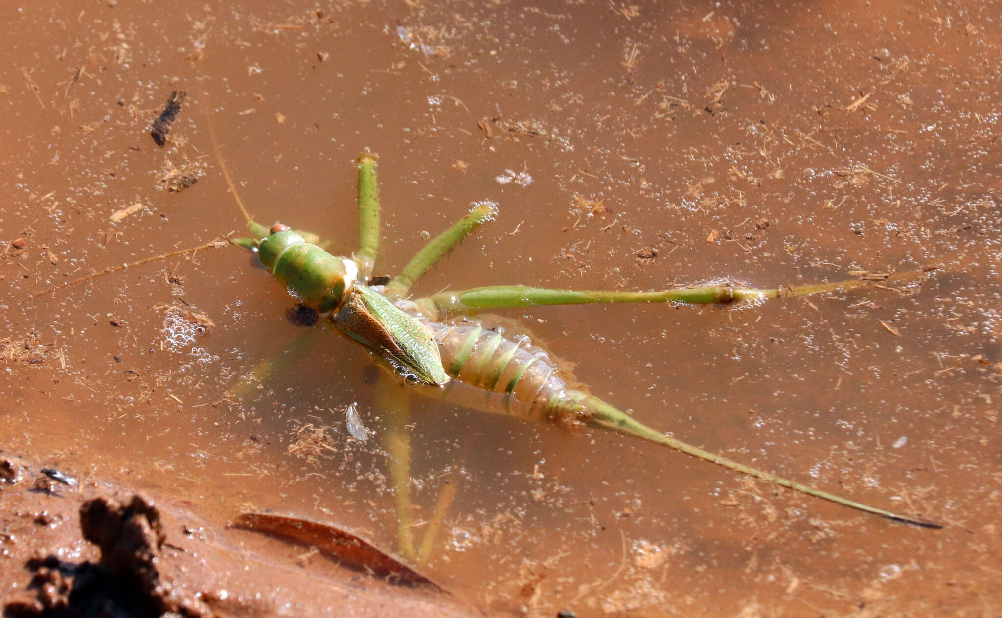 Sivun Neobarrettia victoriae (Caudell 1907) kuva