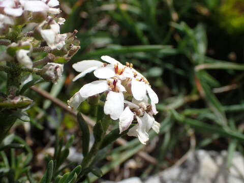 Imagem de Iberis saxatilis L.