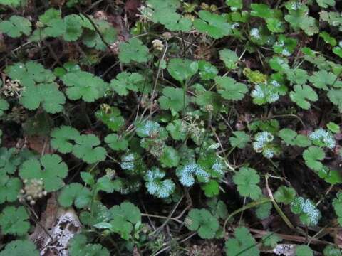 Hydrocotyle elongata A. Cunn. ex Hook. fil.的圖片