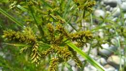 صورة Cyperus imbricatus Retz.