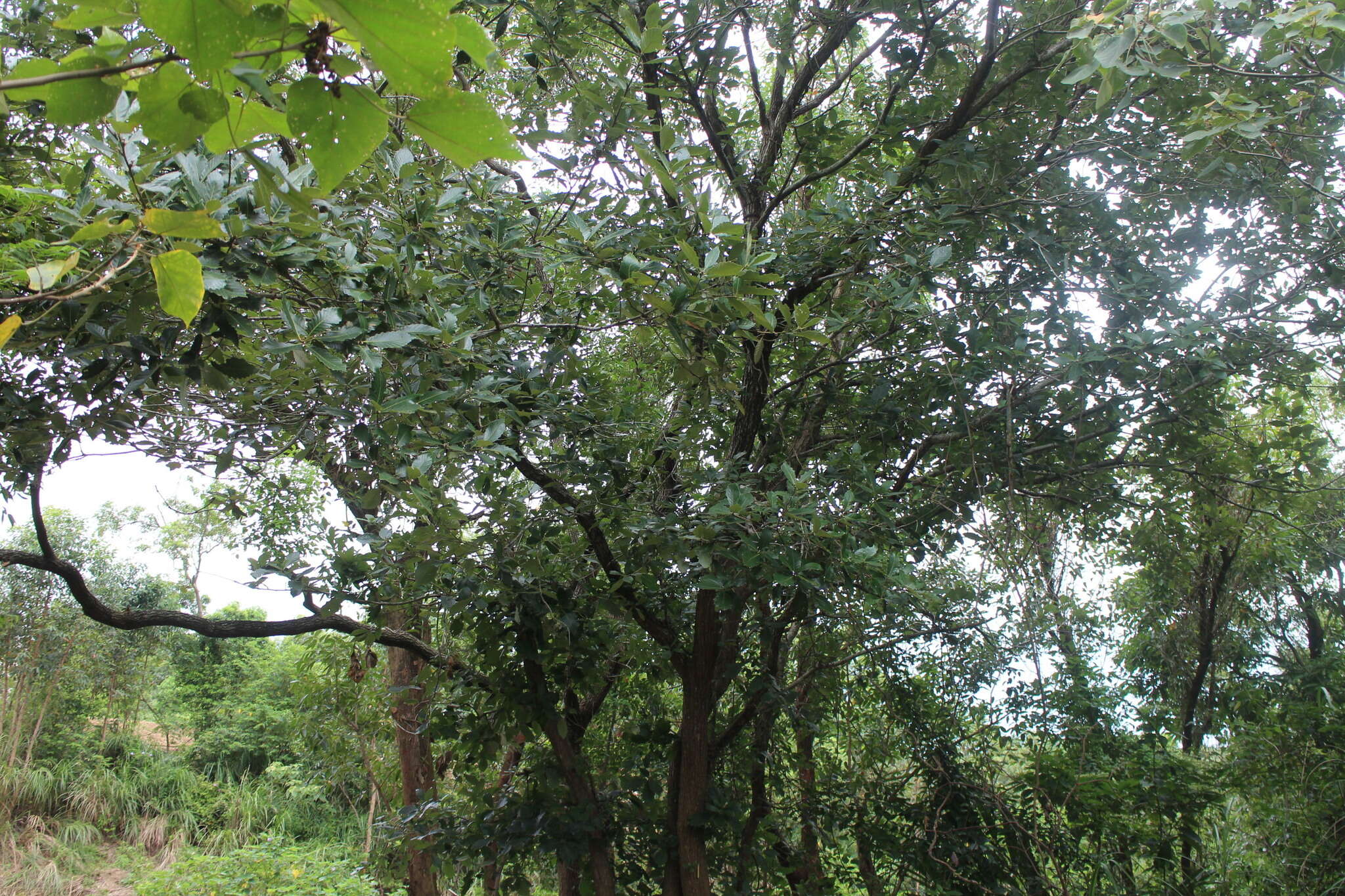 Image of Galcham oak