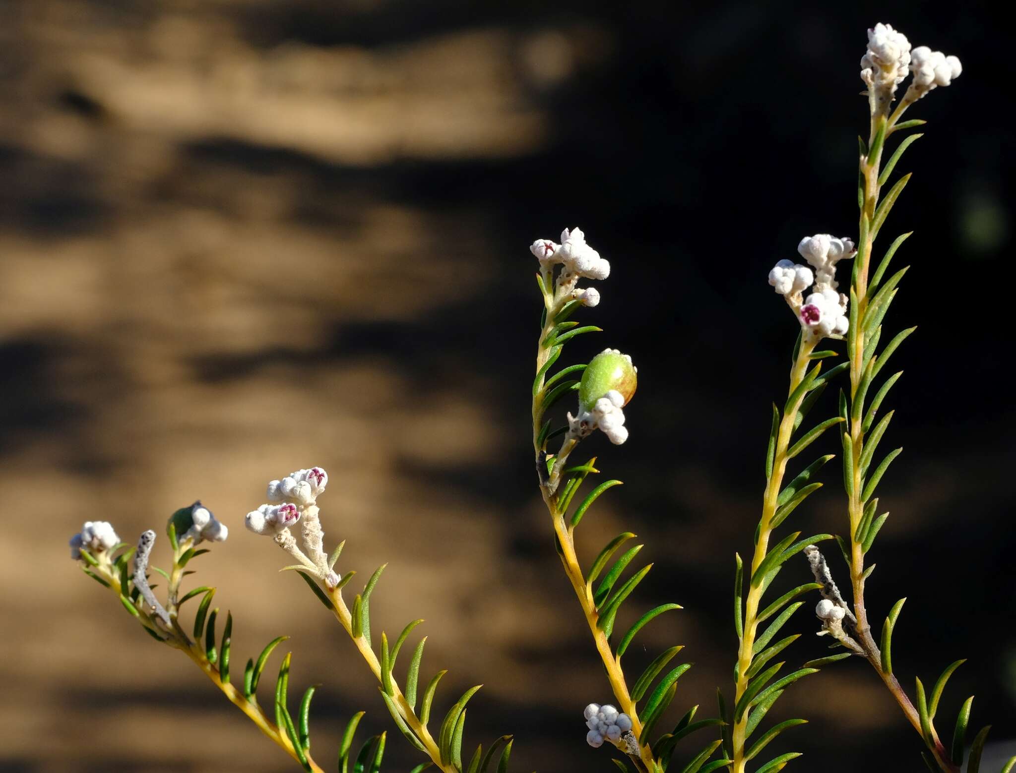 Image of Phylica cryptandroides Sond.