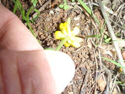 Imagem de Ranunculus bullatus subsp. bullatus