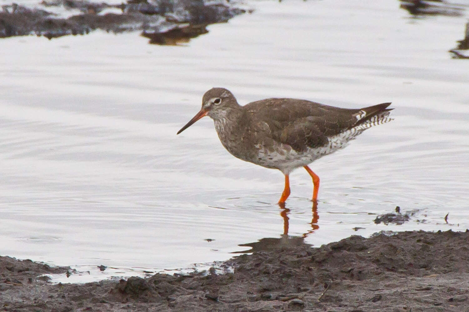 Image of Common Redshank