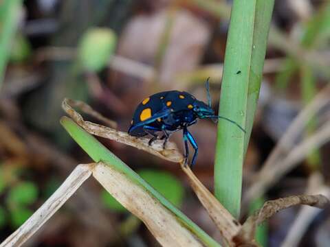 Image of Pachycoris fabricii (Burmeister 1835)