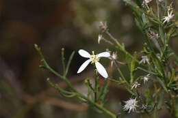 Image de Olearia decurrens (DC.) Benth.