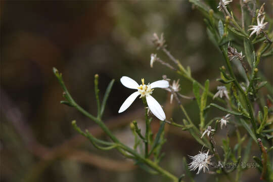 Image of Olearia decurrens (DC.) Benth.