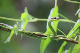 Image of Dendrelaphis marenae Vogel & Van Rooijen 2008