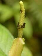 Image of Anthurium amoenum Kunth & C. D. Bouché