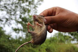 Image of Desmarest's Spiny Pocket Mouse
