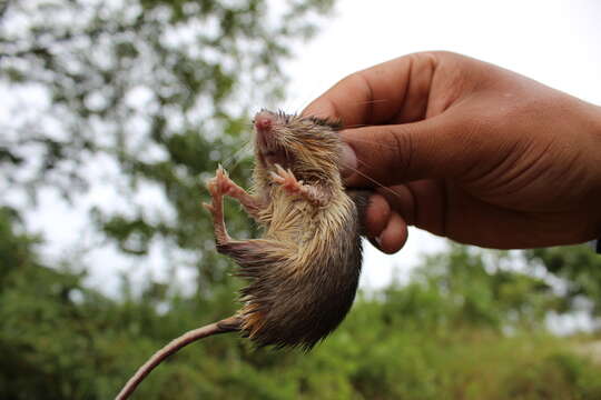 Image of Desmarest's Spiny Pocket Mouse