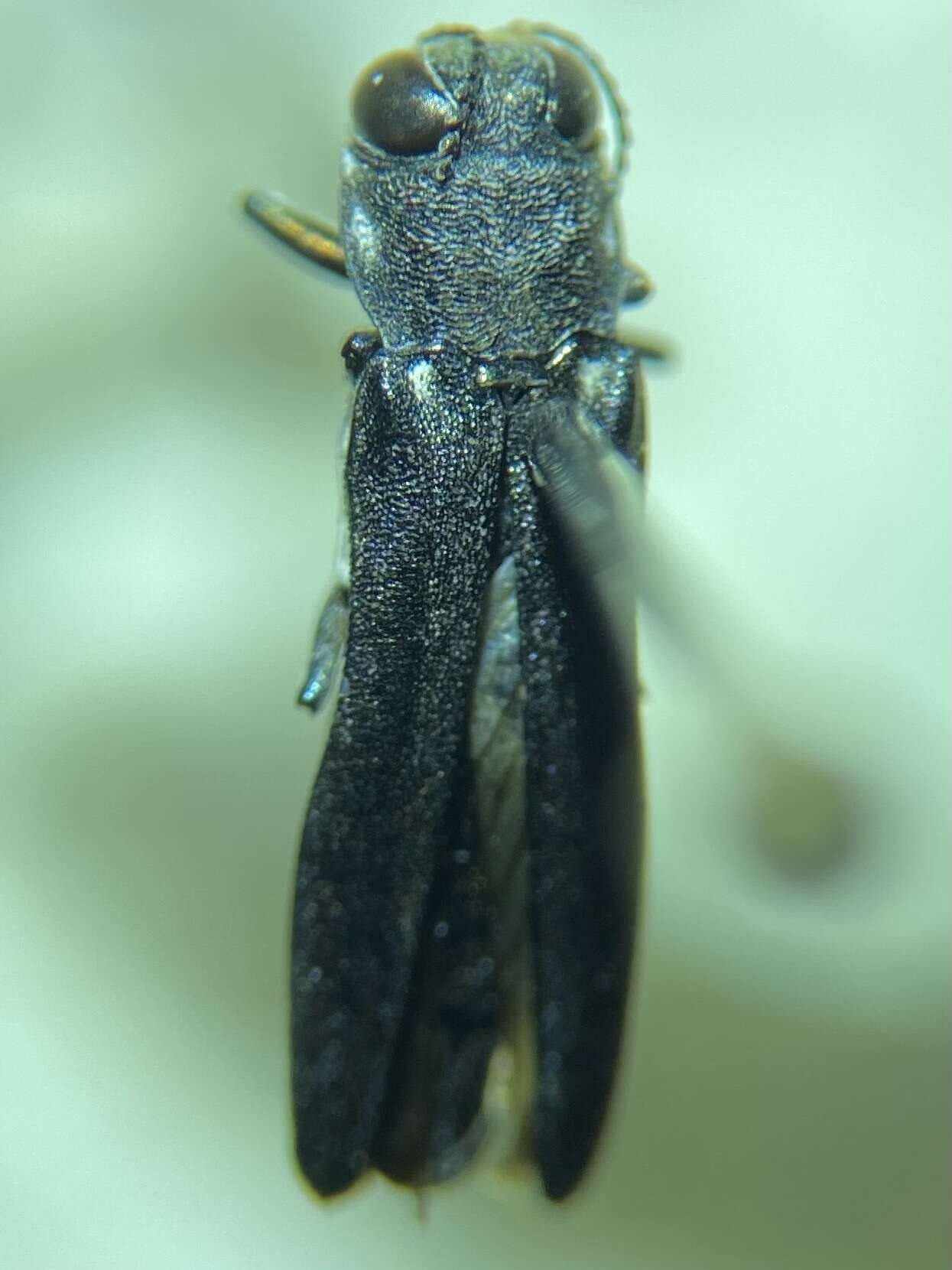 Image of Agrilus carpini Knull 1923