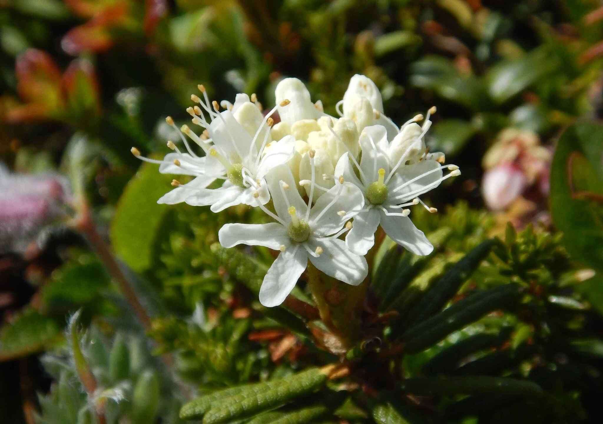 Imagem de Rhododendron tomentosum subsp. decumbens (Aiton) Elven & D. F. Murray