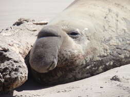 Image of South Atlantic Elephant-seal