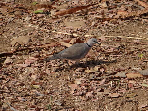 Image of Cape Turtle Dove