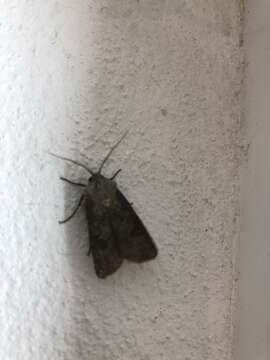 Image of turnip moth