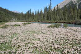 Image of Drummond's mountain-avens