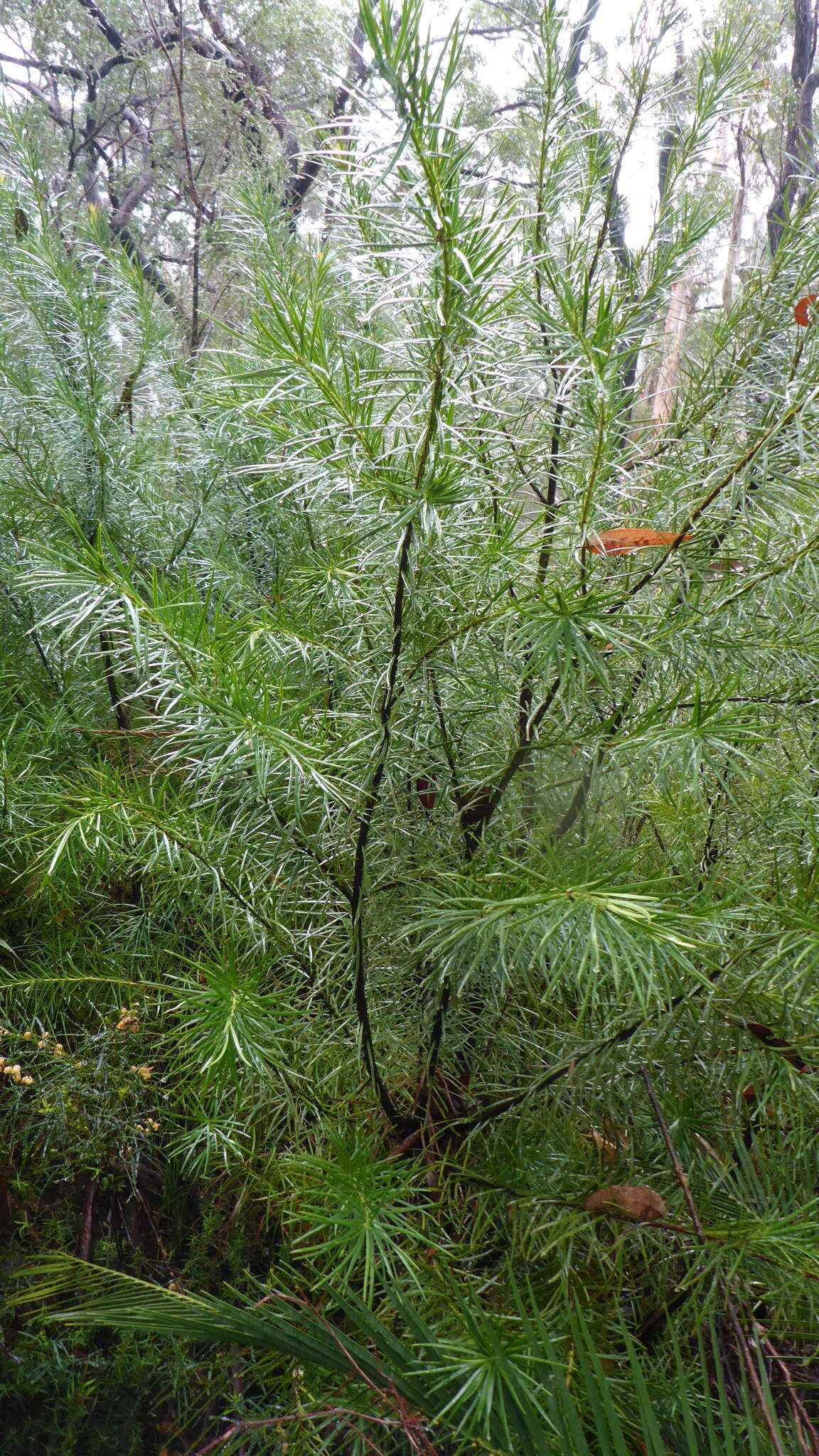 Image of Emu Berry