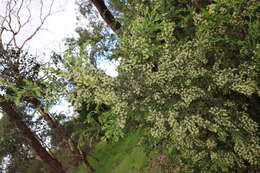 Acacia howittii F. Muell. resmi