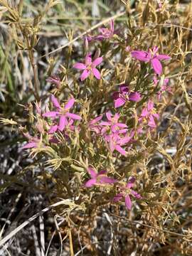 Image of Zeltnera namatophila