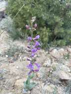 Image of Penstemon lentus var. lentus