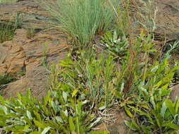 Image de Acalypha caperonioides Baill.