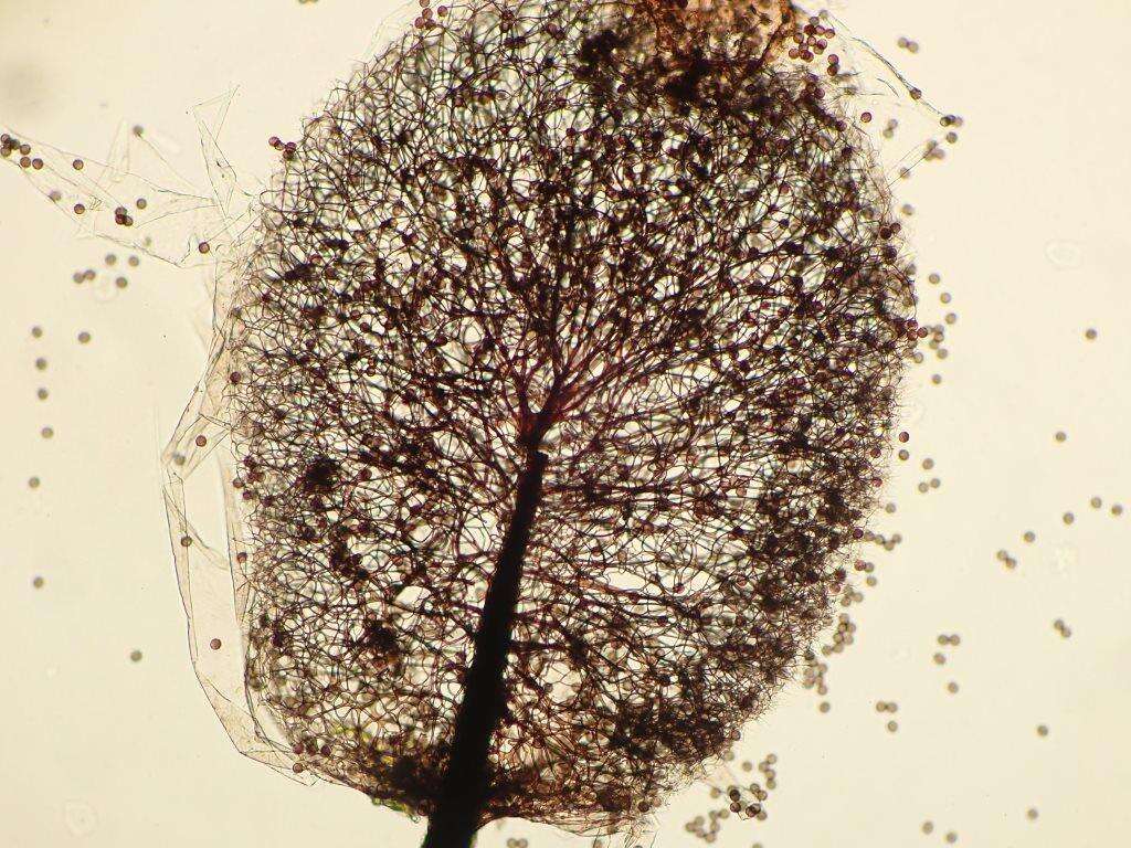 Imagem de Lamproderma ovoideum