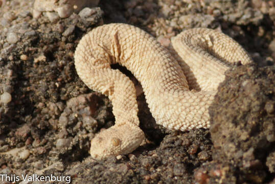 Image de Cerastes vipera (Linnaeus 1758)