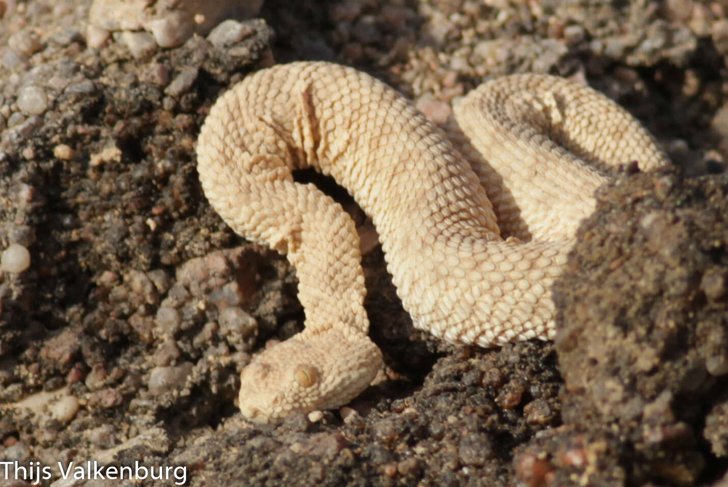 Image of Sahara Sand Viper