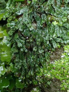 Image of Marchantia macropora Mitt.